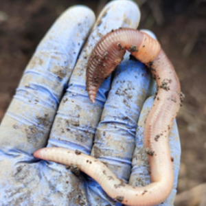 “Assessing Soil Biodiversity” - SOB4ES Featured In BIOservicES Blog