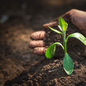 EU Adopts First-Ever Soil Monitoring and Resilience Directive: A New Era for Europe’s Living Soils