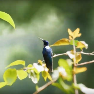 Understanding Soil Biodiversity and Making It Visible to Society: SOB4ES Releases Project Video